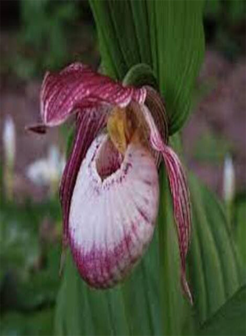 GGOOT 100pcs Lady's Slipper Flower Seeds - Image 3