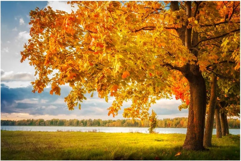 999Store Printed Autumn Yellow Leaves Trees and River Painting Wall Art (Canvas_18X30 Inches_Multi) - Image 2