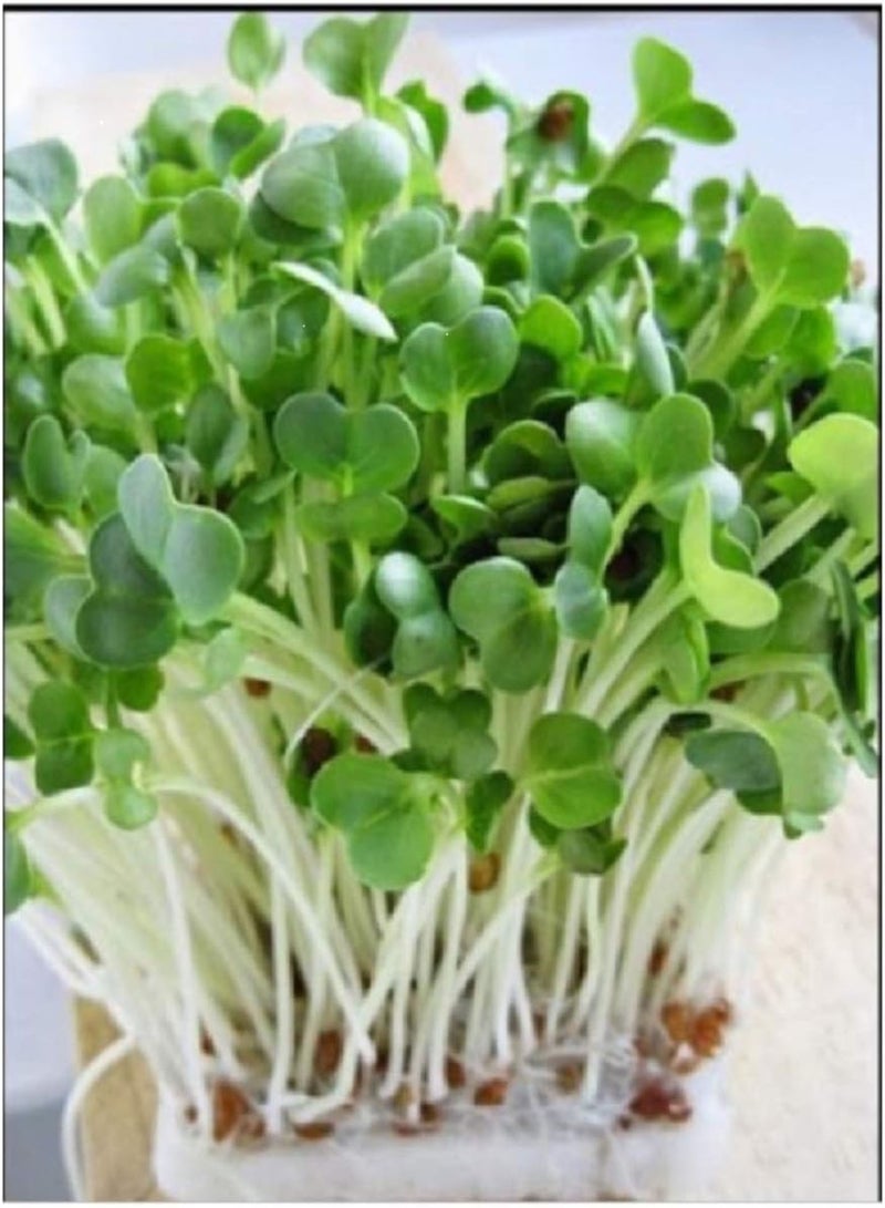 جي جوت فجل دايكون أبيض عضوي/حيوي - 400 غرام - سائب - Image 1