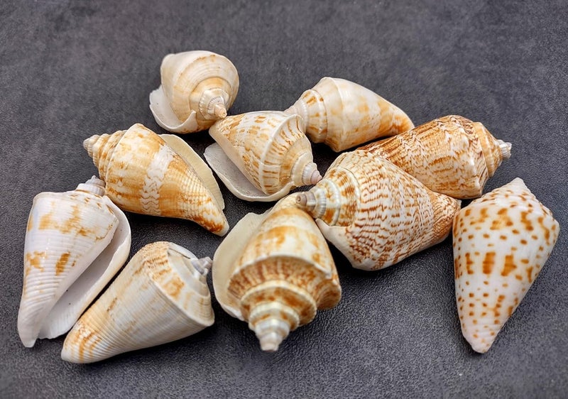 JUNERUSH أصداف بحرية صناعية بنية وبيضاء مزخرفة للحرف اليدوية، فن الراتنج، الأكواريوم، تعبئة المزهرية، الزينة، مجموعة الفن والحرف 1 بوصة (20) - Image 3