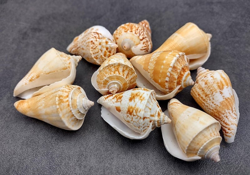 JUNERUSH أصداف بحرية صناعية بنية وبيضاء مزخرفة للحرف اليدوية، فن الراتنج، الأكواريوم، تعبئة المزهرية، الزينة، مجموعة الفن والحرف 1 بوصة (20) - Image 1