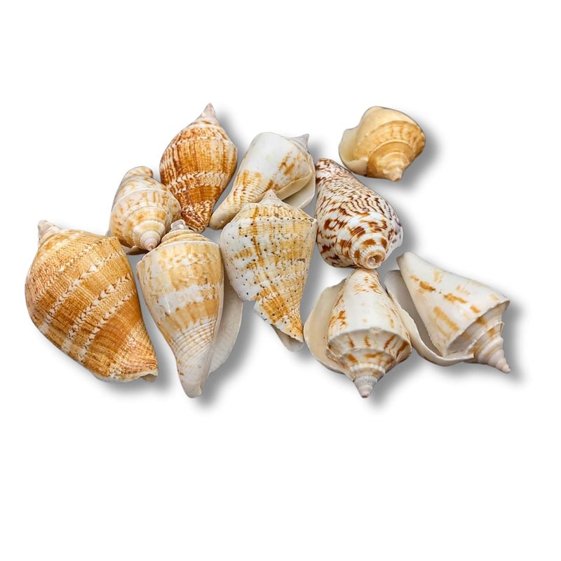 JUNERUSH أصداف بحرية صناعية بنية وبيضاء مزخرفة للحرف اليدوية، فن الراتنج، الأكواريوم، تعبئة المزهرية، الزينة، مجموعة الفن والحرف 1 بوصة (20) - Image 4