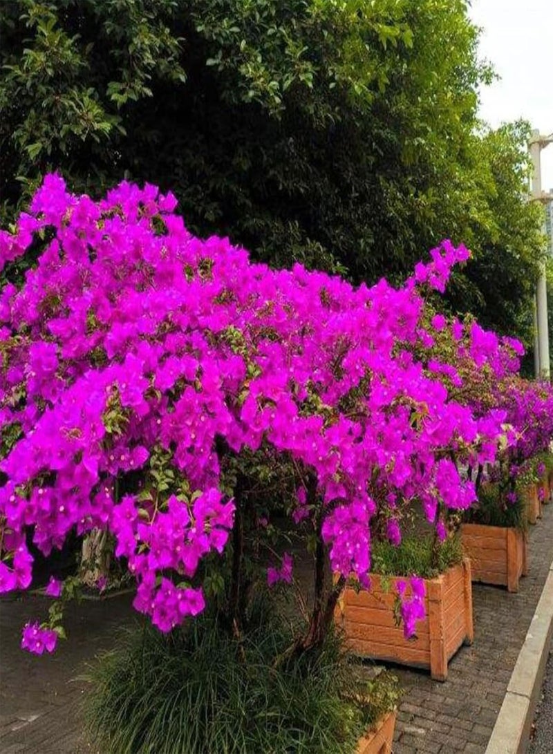 GGOOT 100Pcs/Bag Bougainvillea Seeds for Planting, Neutral Climbing Medium Sun Georgic Seeds for Yard - Red - Image 5