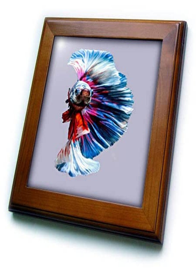 3dRose 8x8 Framed Tile - Magnificent Betta Splendens Aquarium Fish Vector - Betta Spendens Fish
