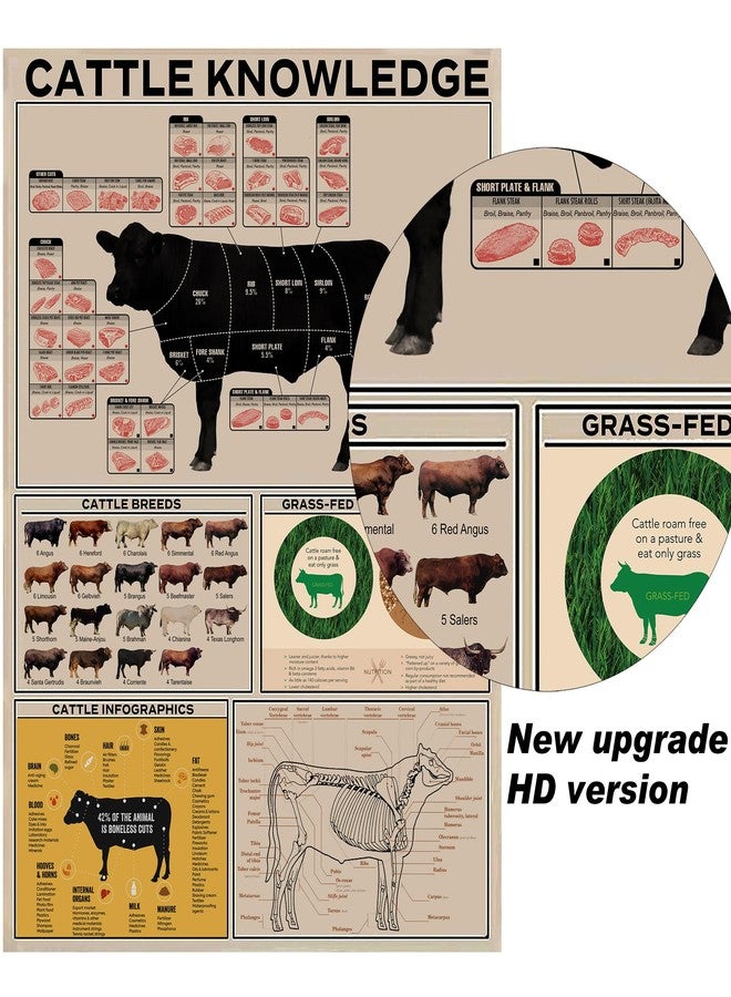 PAIION Cattle Knowledge Metal Tin Sign Breed Information Poster Animal Farm Anatomy Club School Educational Wall Decoration 16x12 Inch - Image 2