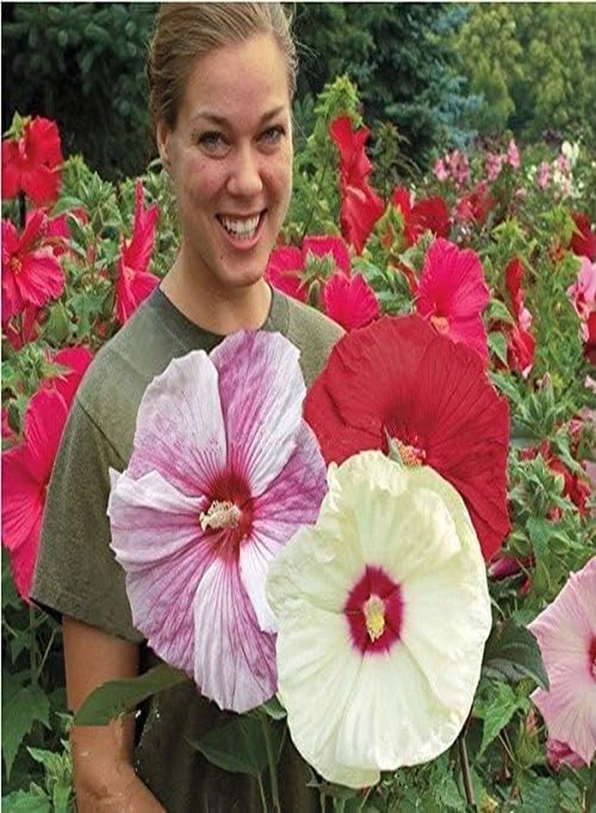 VISTATU أكثر من 120 بذرة من بذور الكركديه العملاق المختلطة لزراعة الزهور المعمرة في الحدائق المنزلية الخارجية - Image 5