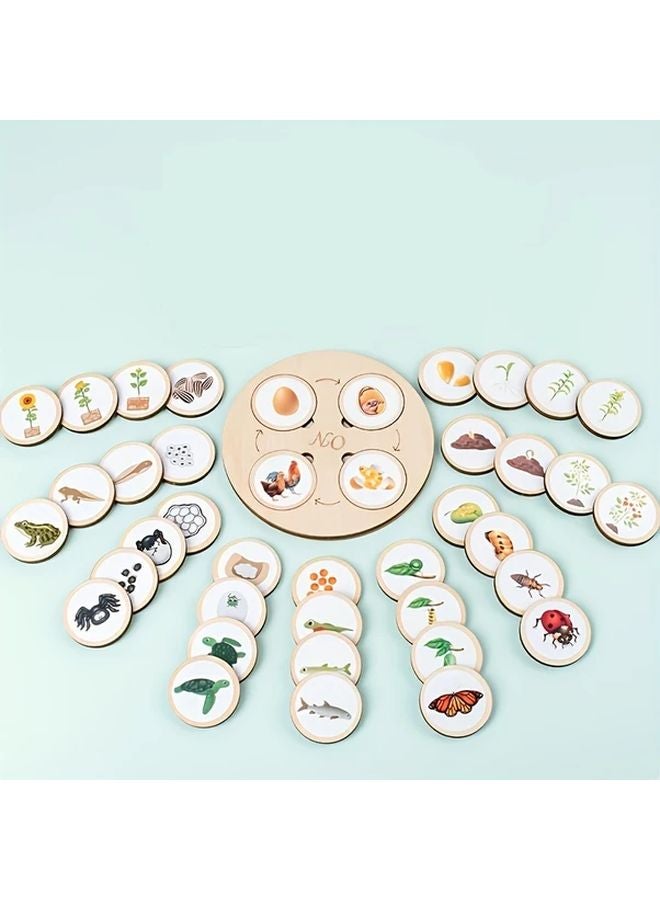 Wooden Animal Life Cycle Learning Set With Stickers Display Tray Storage Bag Preschool Educational Toy - Image 3