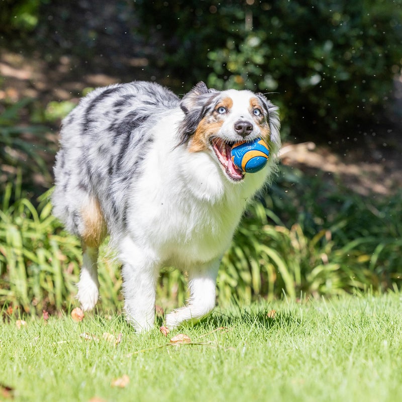 Chuckit! Ultra & Squeaker Ball Dog Toy - Medium Bouncy Fetch Balls for Dogs 20-60 lbs - Made from Durable Rubber - Floating Water Pet Toys - Size Medium - 2.5-inch Diameter - Pack of 3 - Image 4