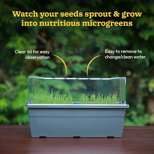 UGAOO Seed Sprouter Kit | Microgreens Growing Trays with Transparent Lid | Soil-Free Sprouter Tray for Home, Kitchen & Balcony Gardening - Image 4