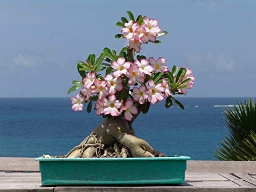 Sapretailer Organic Adenium Potting Soil Mix Ready to use Pack of 5Kg - Image 3