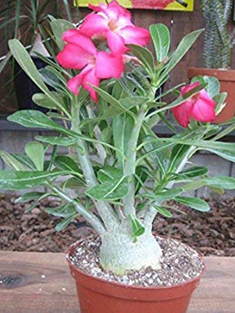 Sapretailer Organic Adenium Potting Soil Mix Ready to use Pack of 5Kg - Image 4