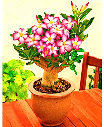 Sapretailer Organic Adenium Potting Soil Mix Ready to use Pack of 5Kg - Image 2