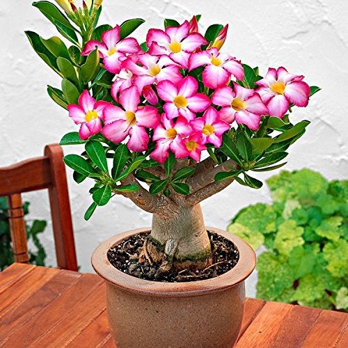 Sapretailer Organic Adenium Potting Soil Mix Ready to use Pack of 5Kg - Image 5