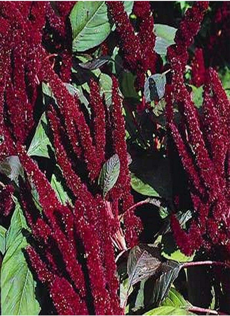 GGOOT Amaranthus Hypochondriacus Pygmy Torch- 100 Seeds  - Image 1
