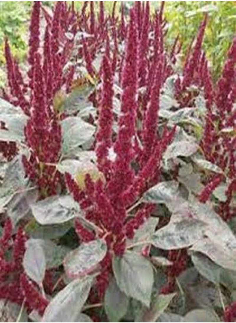 GGOOT Amaranthus Hypochondriacus Pygmy Torch- 100 Seeds  - Image 2
