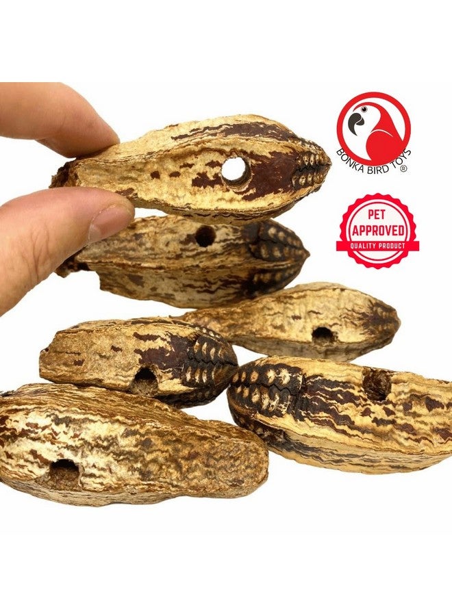 Bonka Bird Toys Bonka Bird Toys 3410 Pk6 Drilled Mahogany Pods Foot Talon Craft Part Parrot Toys, Amazon, African Greys, Eclectus, and Similar Breeds - Image 2