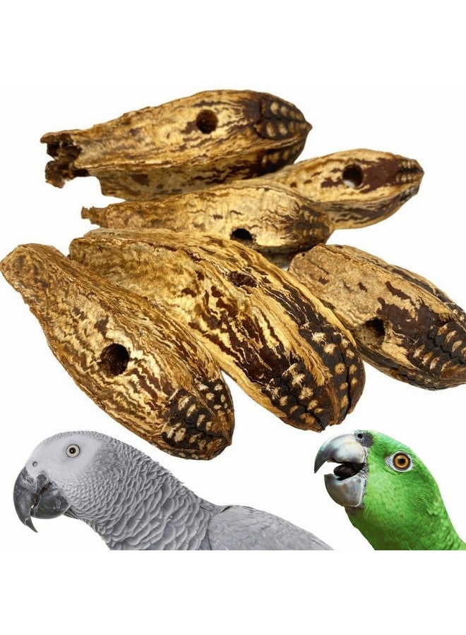 Bonka Bird Toys Bonka Bird Toys 3410 Pk6 Drilled Mahogany Pods Foot Talon Craft Part Parrot Toys, Amazon, African Greys, Eclectus, and Similar Breeds - Image 1