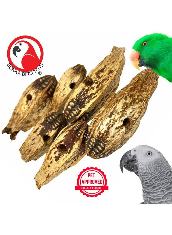 Bonka Bird Toys Bonka Bird Toys 3410 Pk6 Drilled Mahogany Pods Foot Talon Craft Part Parrot Toys, Amazon, African Greys, Eclectus, and Similar Breeds - Image 5