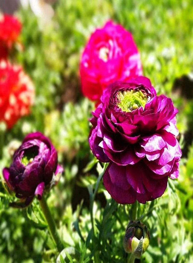 GGOOT 5pcs Rare Ranunculus seeds Easy to Plant Entry-Level Special Varieties Gorgeous Buttercup Flowers Suitable for Gardeners to Plant in Outdoor Gardens - Image 2