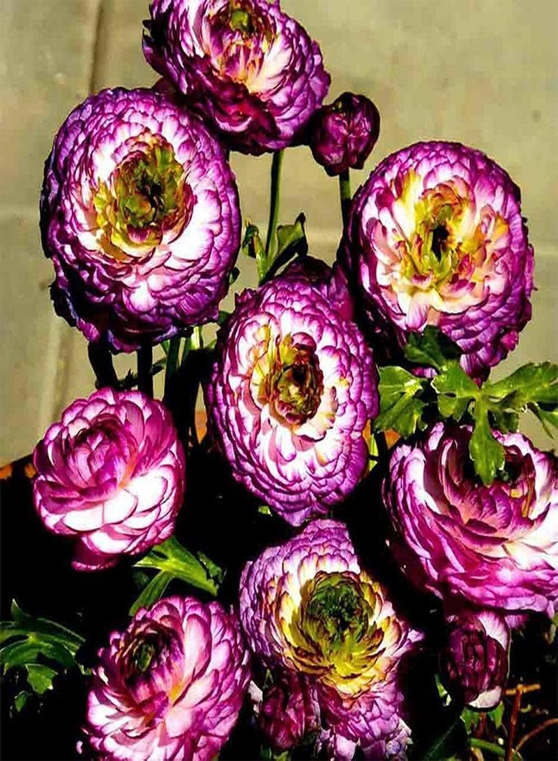 GGOOT 5pcs Rare Ranunculus seeds Easy to Plant Entry-Level Special Varieties Gorgeous Buttercup Flowers Suitable for Gardeners to Plant in Outdoor Gardens - Image 1