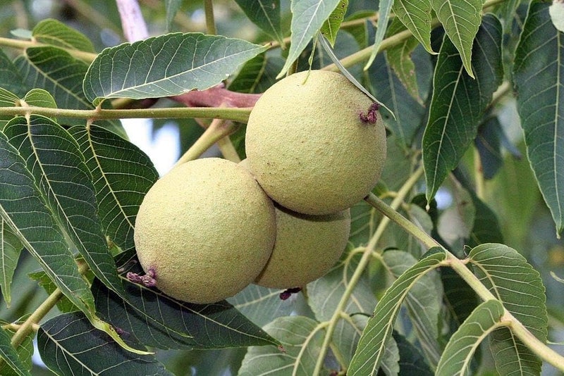 6 كافولو برونتو و piantare noce nera. غوستو لذيذ. رابيدا بريما تشي فادانو