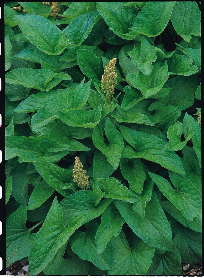 جي جوت حوالي 100 بذرة من عشبة الملك هنري الجيد