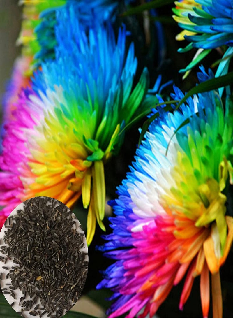 جي جوت 200 قطعة من بذور النباتات سهلة العناية، قوية الحيوية، خفيفة الوزن، ملونة، بذور أقحوان قوس قزح صغيرة مناسبة للأماكن الخارجية، متعددة الألوان - Image 1