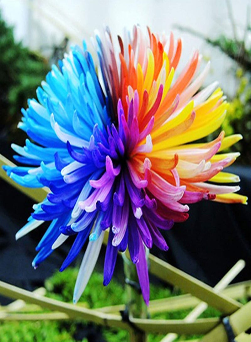 جي جوت 200 قطعة من بذور النباتات سهلة العناية، قوية الحيوية، خفيفة الوزن، ملونة، بذور أقحوان قوس قزح صغيرة مناسبة للأماكن الخارجية، متعددة الألوان - Image 2