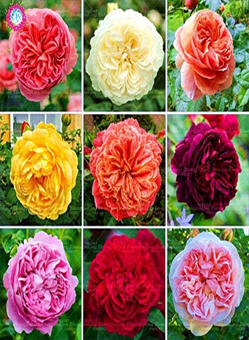 GGOOT New 100pcs Double Petal English Rose Flower Seeds for Gardening Yellow - Image 2