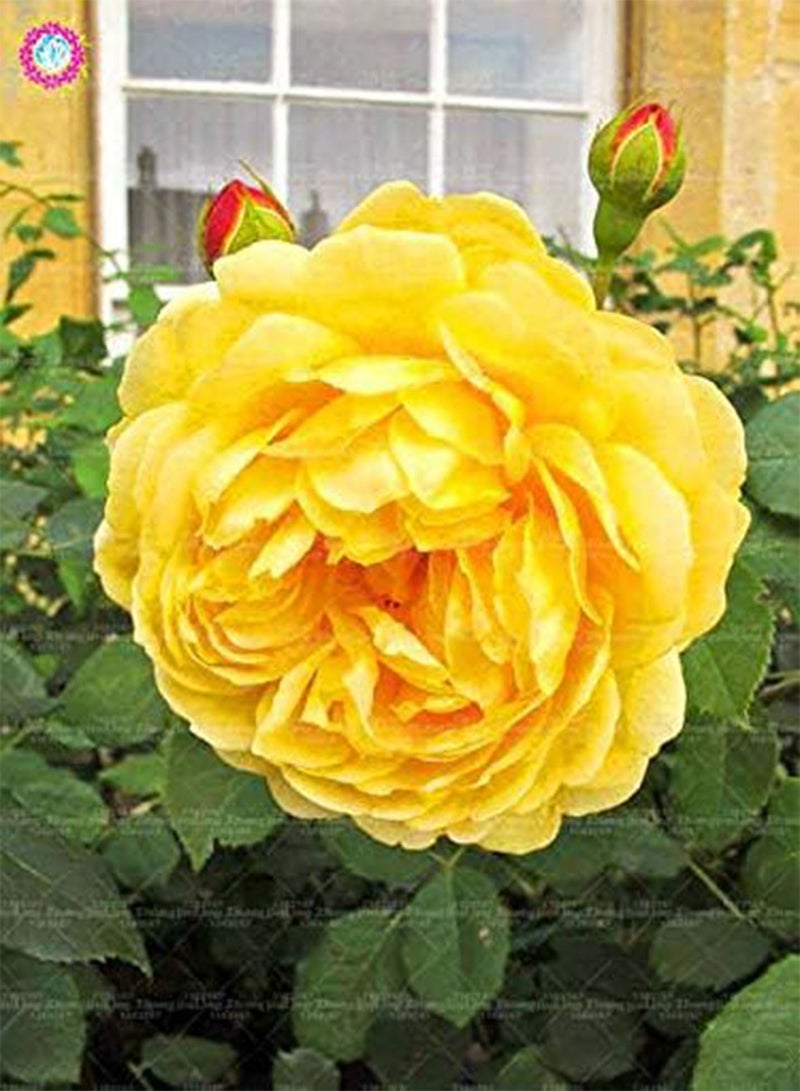 GGOOT New 100pcs Double Petal English Rose Flower Seeds for Gardening Yellow - Image 1