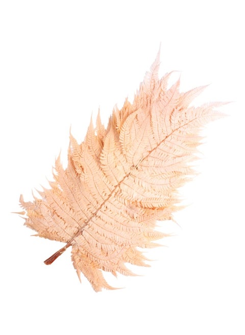 Gulf Flowers Preserved Ferns - 10 Pcs Dry Pteropsida Bundle Leaves & Floral Stems | Perfect Artificial Leaf & Flower Décor For Home, Offices, Centrepieces, Bouqet or Rustic Decoration Boho Arrangement