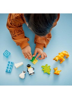 LEGO DUPLO Wild Animal Families: Penguins & Lions Educational Montessori Toy for 2 Plus Year Old Girls & Boys, Construction Set Sparks Creative Play and Helps Develop Fine Motor Skills 10442 (10 pieces)  - Image 4