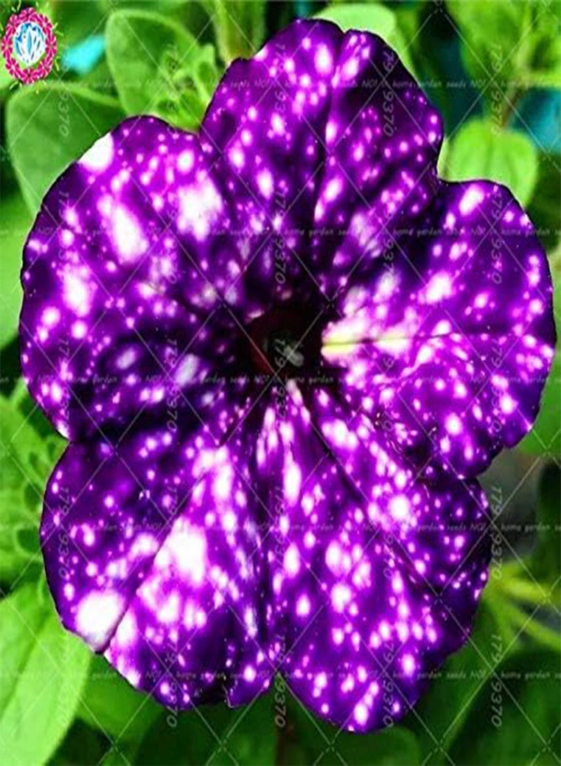GGOOT New 100pcs Starry Petunia Flower Seeds for Gardening Dark Violet - Image 1