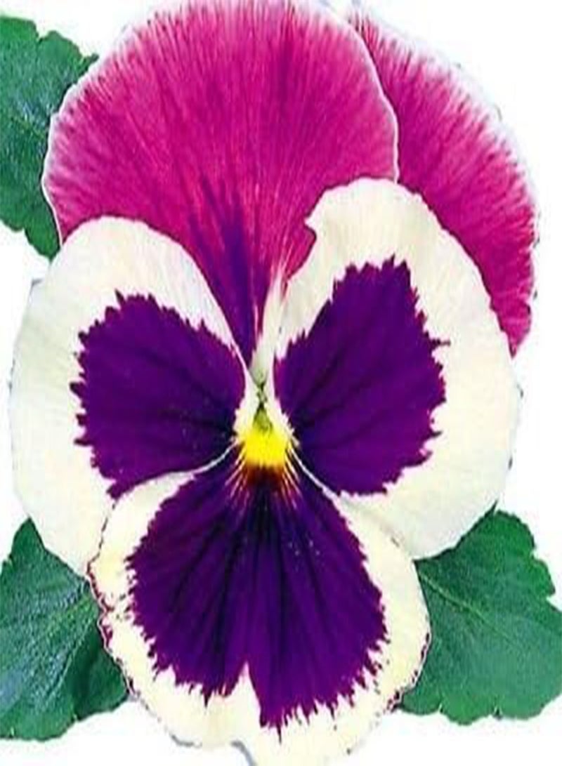 GGOOT 50 semi Pansy semi Massive Blue Cap Fioriture GRANDI: Only Seeds - Image 1