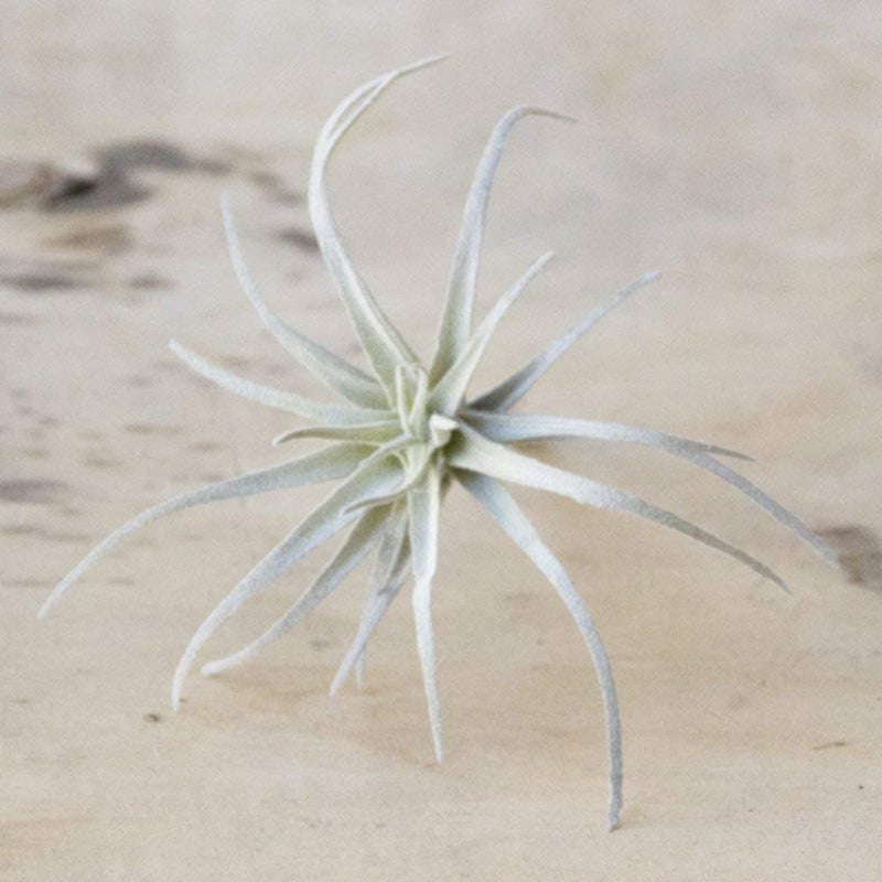 CHIVE Artificial Air Plants â€” Bulk Set of 5, Medium â€” Ultra Realistic Fake Tillandsia Bromeliad Plants â€” Decorative Faux Succulents for Home & Office Decor â€” No Care Needed! - Image 3
