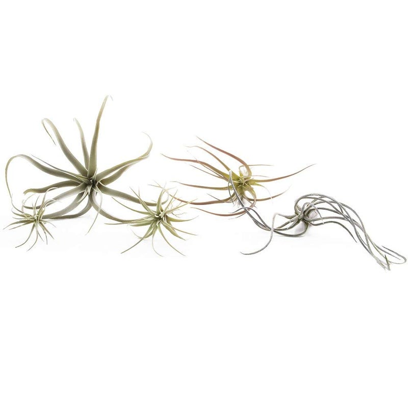 CHIVE Artificial Air Plants â€” Bulk Set of 5, Medium â€” Ultra Realistic Fake Tillandsia Bromeliad Plants â€” Decorative Faux Succulents for Home & Office Decor â€” No Care Needed! - Image 2
