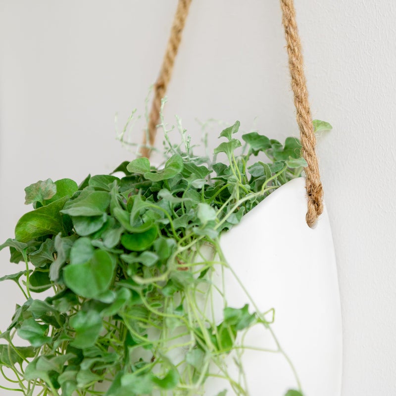 Kazai. Wall Planters -Ellie- | Hanging Ceramic Plant Pots 2 Pieces | Wall Decoration for Indoors, Balcony and Garden | White (Matte) - Image 3