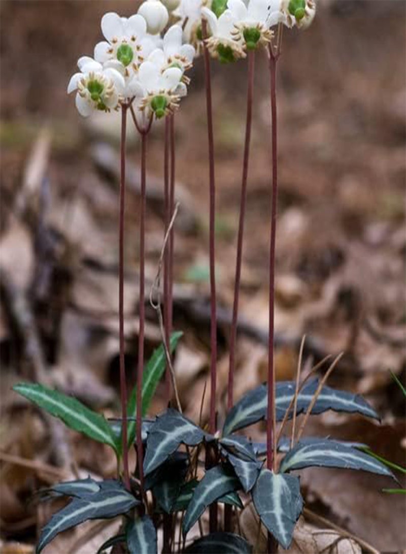 GGOOT Flowering Perennials Plants (PKD) Bare Root, Spotted Wintergreen