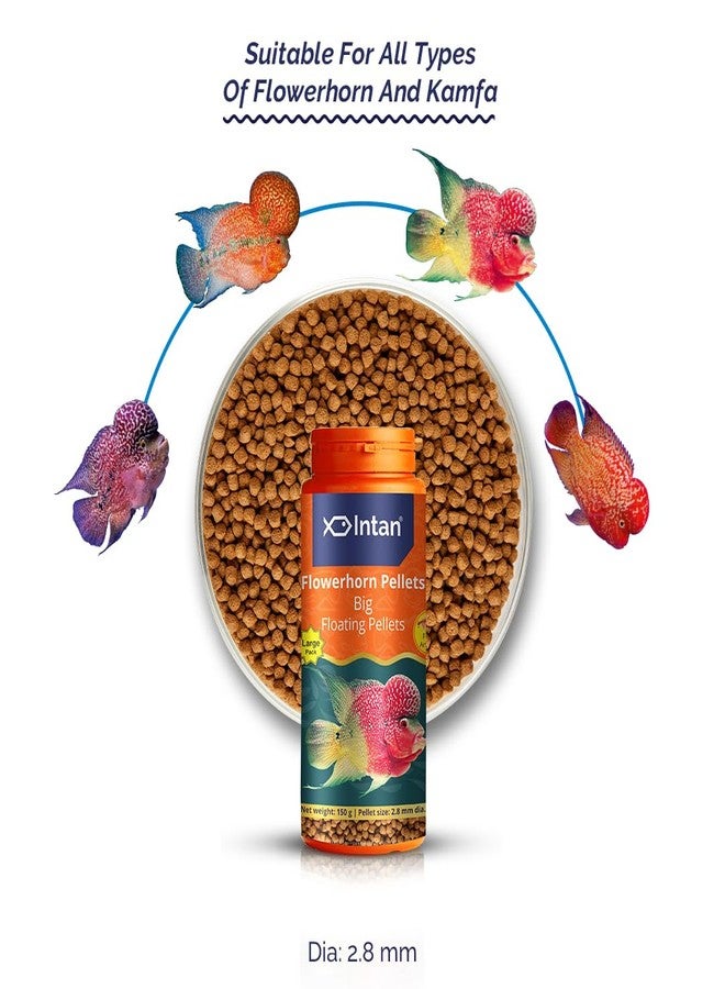 Intan Aquatic Intan Flower Horn Pellets for Fish | Aquarium Fish Food Big Floating Pellets for All Life Stages Fishes | Daily Nutrition Fish Feed for Health & Growth | Large Pack Pellet 150 Gm, 2.8 mm Dia - Image 2