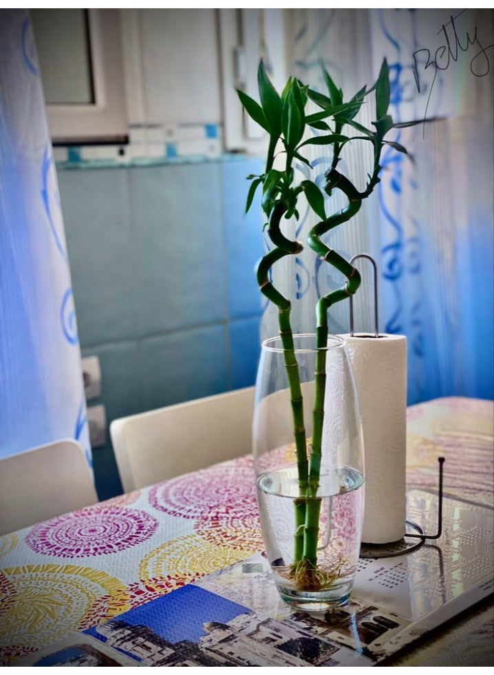Elegant Glass Vase, 40cm x 10cm, Oval Shape, Clear - Image 4