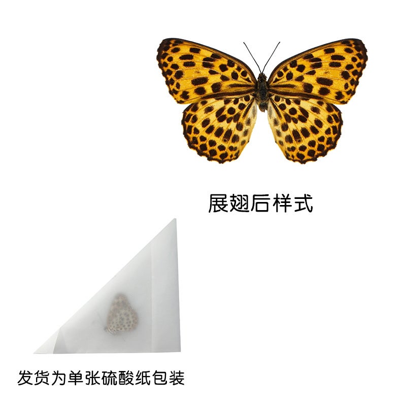 Unwingsed Original Butterfly Specimen A1/A-Quality Diy Handmade Raw Material Real Butterfly Triangle Bag Packaging Single Selection Variety - Image 1
