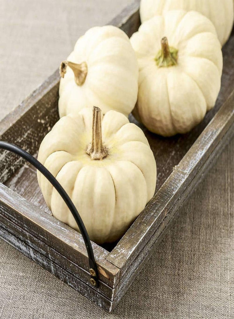 جي جوت 10 قطع من بذور اليقطين البيضاء للمحاصيل الزخرفية سهلة النمو غير المعدلة وراثيًا بذور القرع النباتية التراثية ذات القدرة القوية على التكيف مناسبة للبستانيين المبتدئين - Image 3