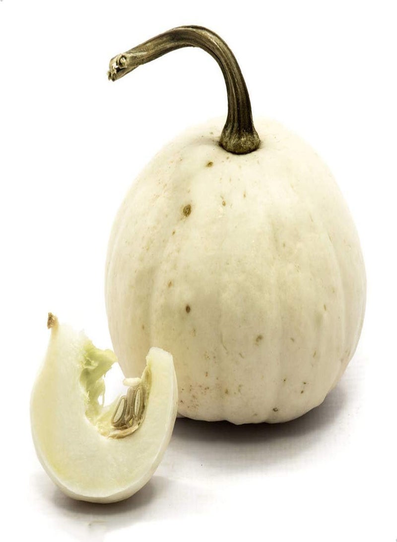 جي جوت 10 قطع من بذور اليقطين البيضاء للمحاصيل الزخرفية سهلة النمو غير المعدلة وراثيًا بذور القرع النباتية التراثية ذات القدرة القوية على التكيف مناسبة للبستانيين المبتدئين - Image 2