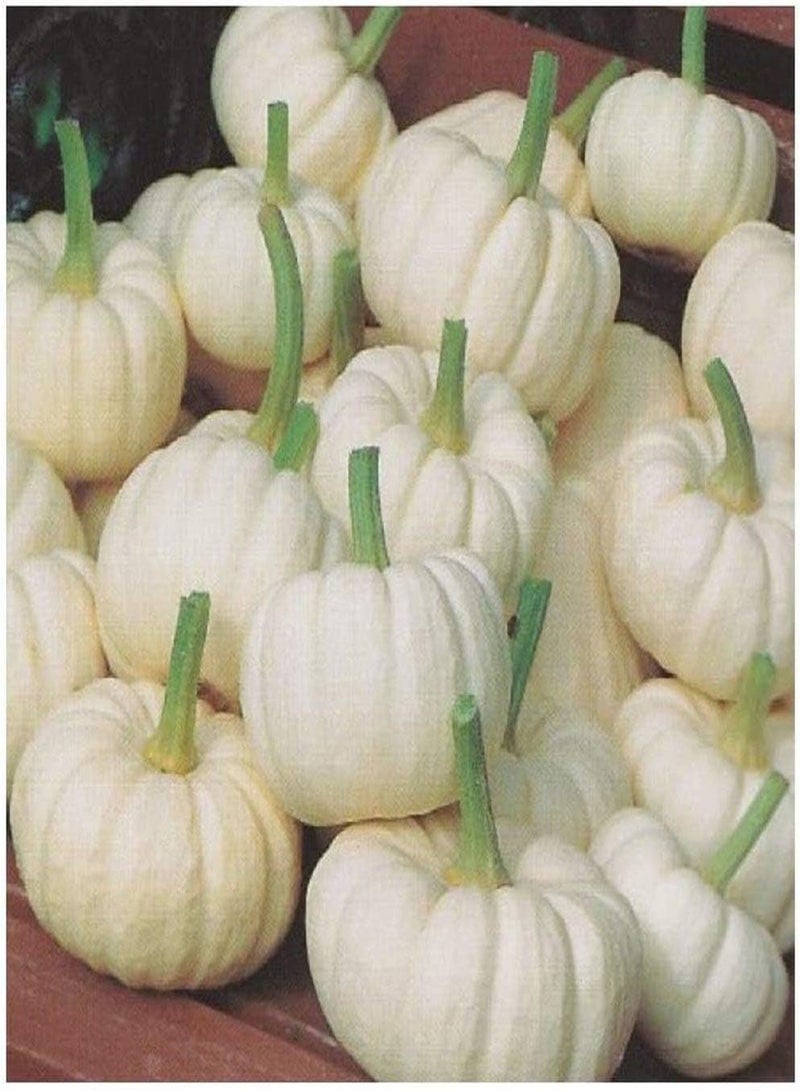 جي جوت 10 قطع من بذور اليقطين البيضاء للمحاصيل الزخرفية سهلة النمو غير المعدلة وراثيًا بذور القرع النباتية التراثية ذات القدرة القوية على التكيف مناسبة للبستانيين المبتدئين - Image 1