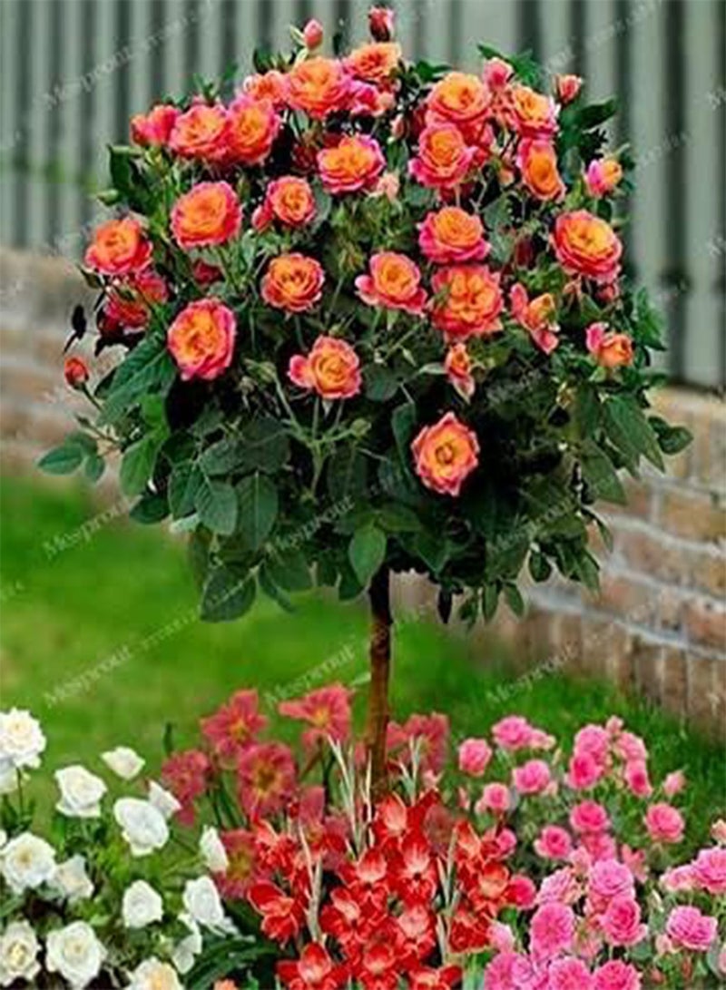 GGOOT 20pcs Rudraksha Plant Seeds