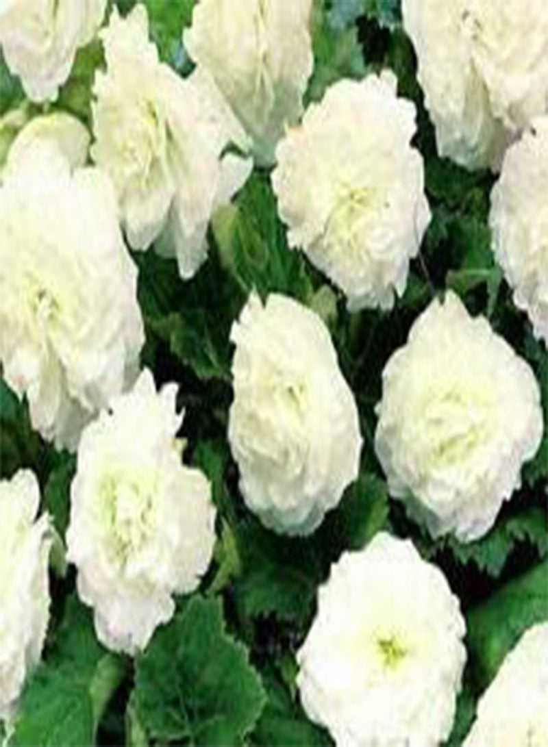 GGOOT Begonia Tuberous Double White Begonia Tuberosa - 200 Bulk (PKD) Seeds