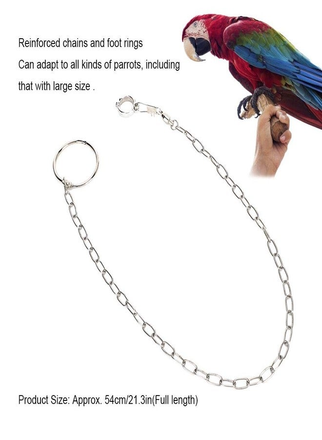 Zerodis Bird Foot Chain, Pet Bird Leash Parrot Foot Chain Stainless Steel Anti bite Flying Training Anklet Ring Parrot Ankle Foot Ring Accessories - Image 3