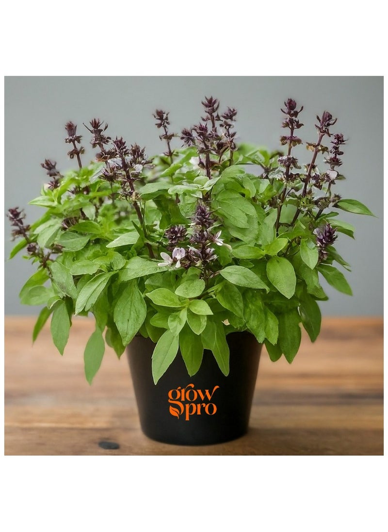 GROW Sweet Thai basil seeds 