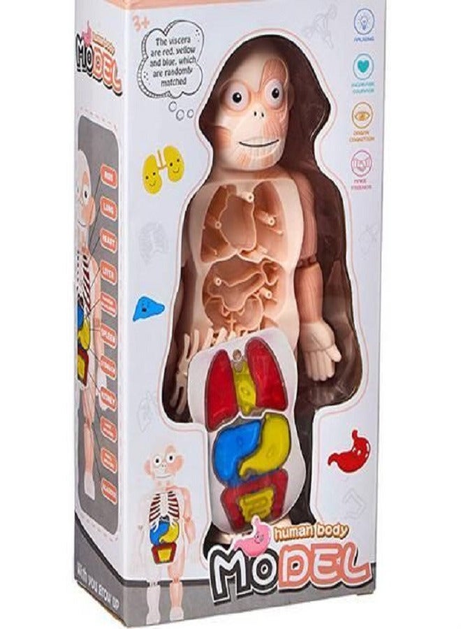 3D Human Body Organ Anatomy Model Toy - 12 Removable Human Organs - Image 1