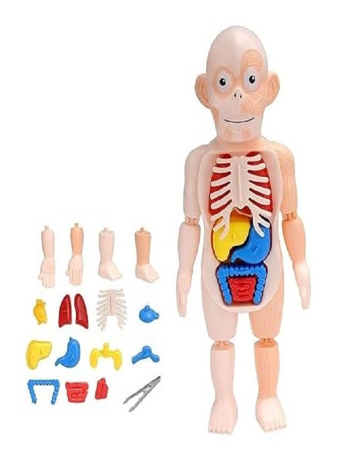 3D Human Body Organ Anatomy Model Toy - 12 Removable Human Organs - Image 2